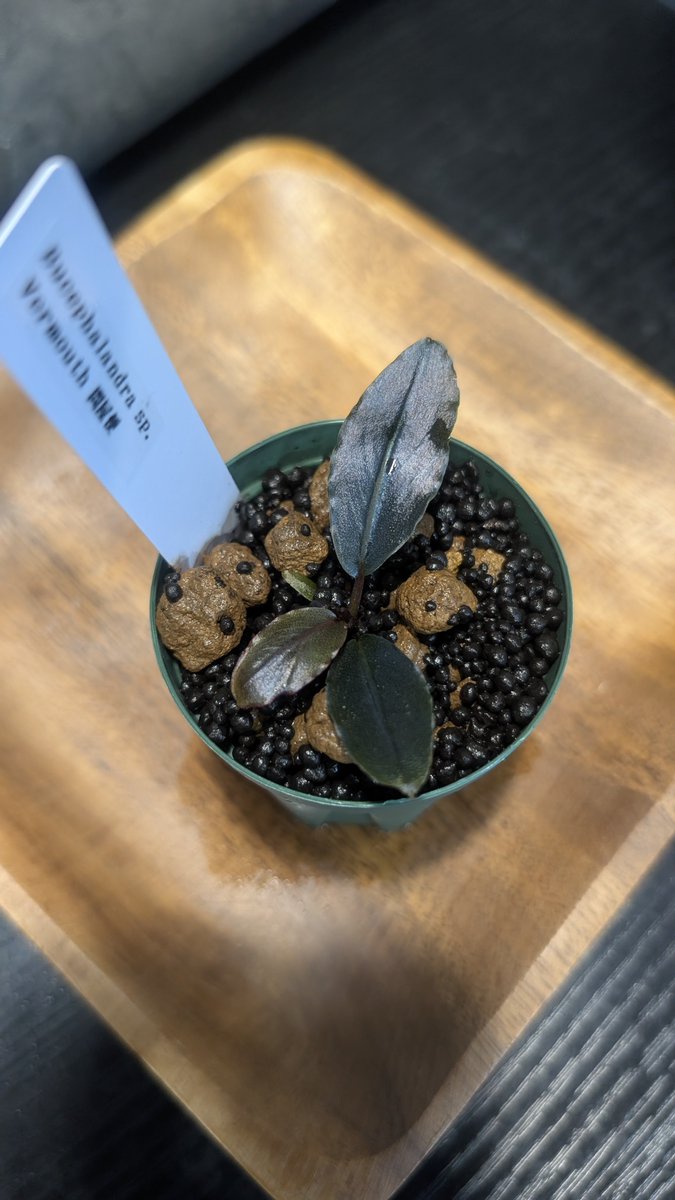 ありゅーあ (@sa_allure3838) / Posts / X