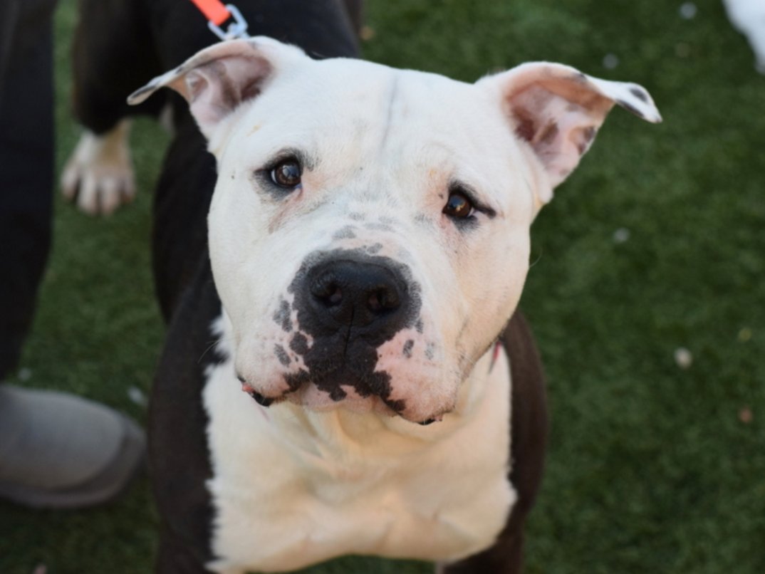 🆘 EXTREMELY URGENT 🆘

Fostering saves lives by providing temporary, loving homes for pets, which reduces shelter overcrowding and prevents euthanasia.

Chance had nearly $3K in pledges but no place to go 💔

Please consider fostering 🙏🏼

RIP Chance 💔🌈🐾