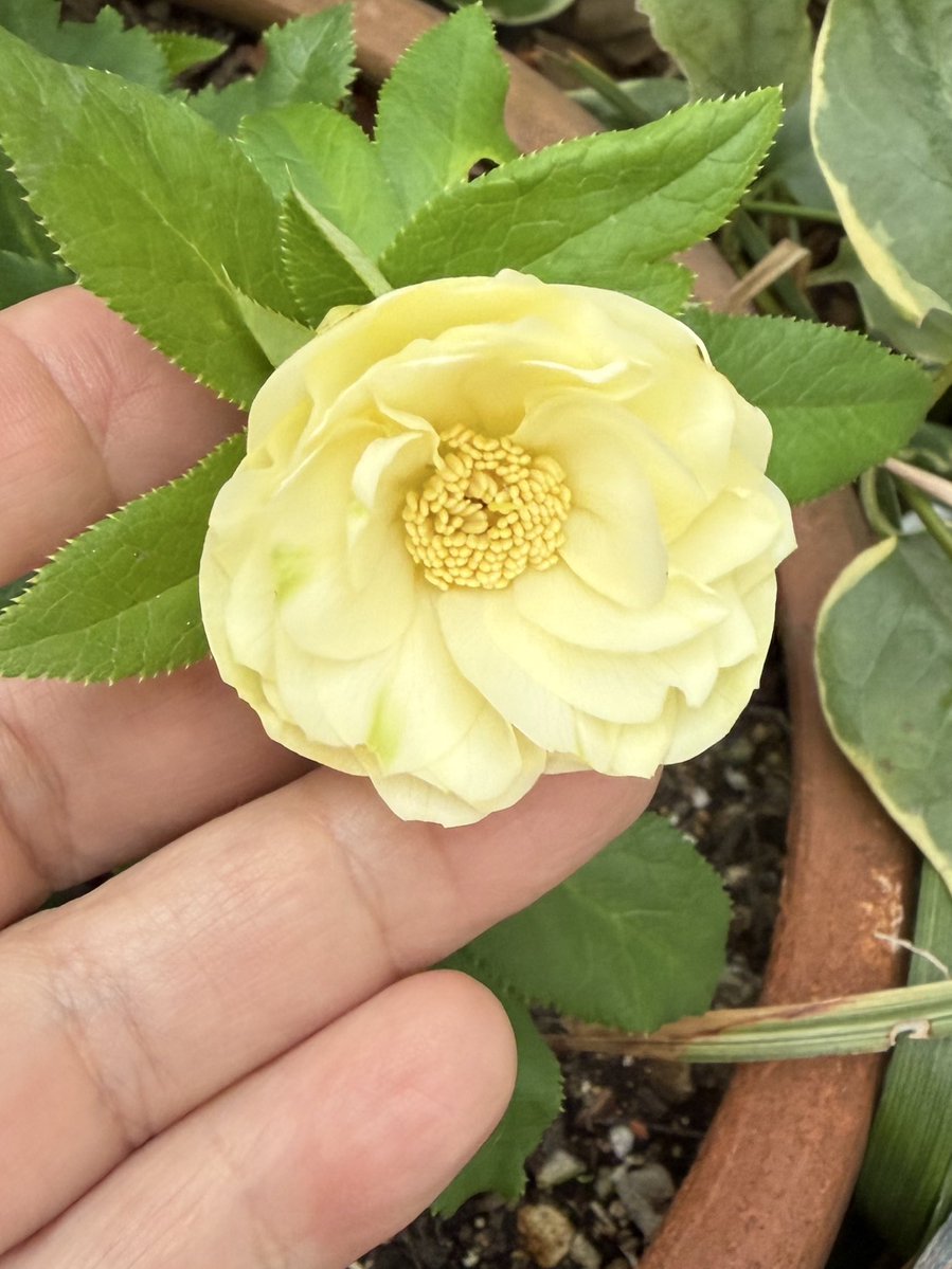 昨年 坂田園芸さんからお迎え 加藤農園クリアゴールド多弁系 この