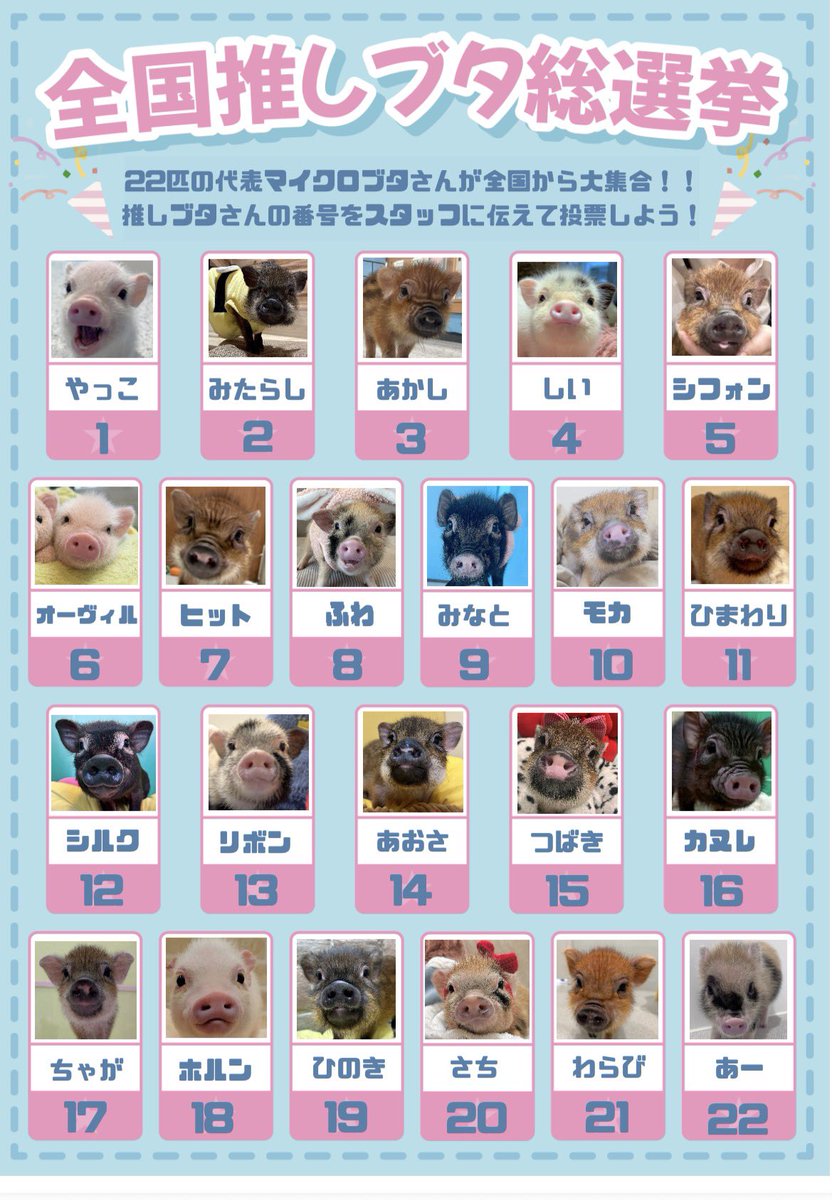 本日3/2はミニブタ・マイクロブタさんの日🐽✨(いつもありがとう
