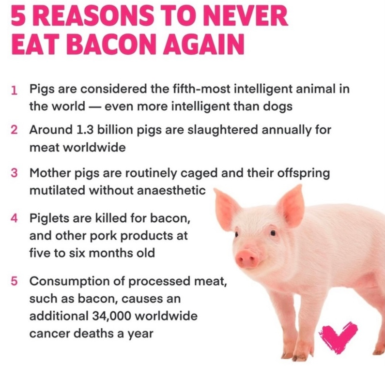 Vegan Future tweet media