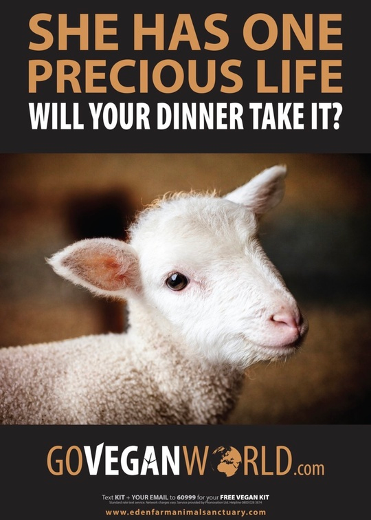 Vegan Future tweet media