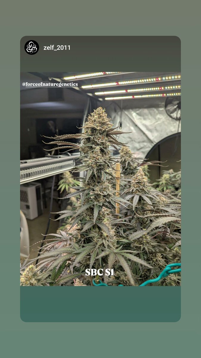 ForceofNatureGenetics tweet media