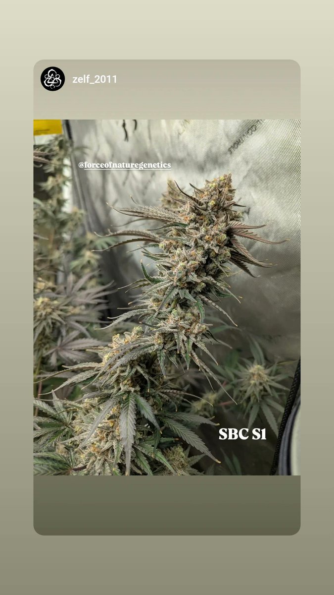 ForceofNatureGenetics tweet media