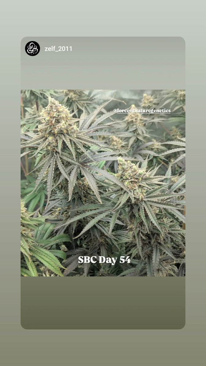 ForceofNatureGenetics tweet media