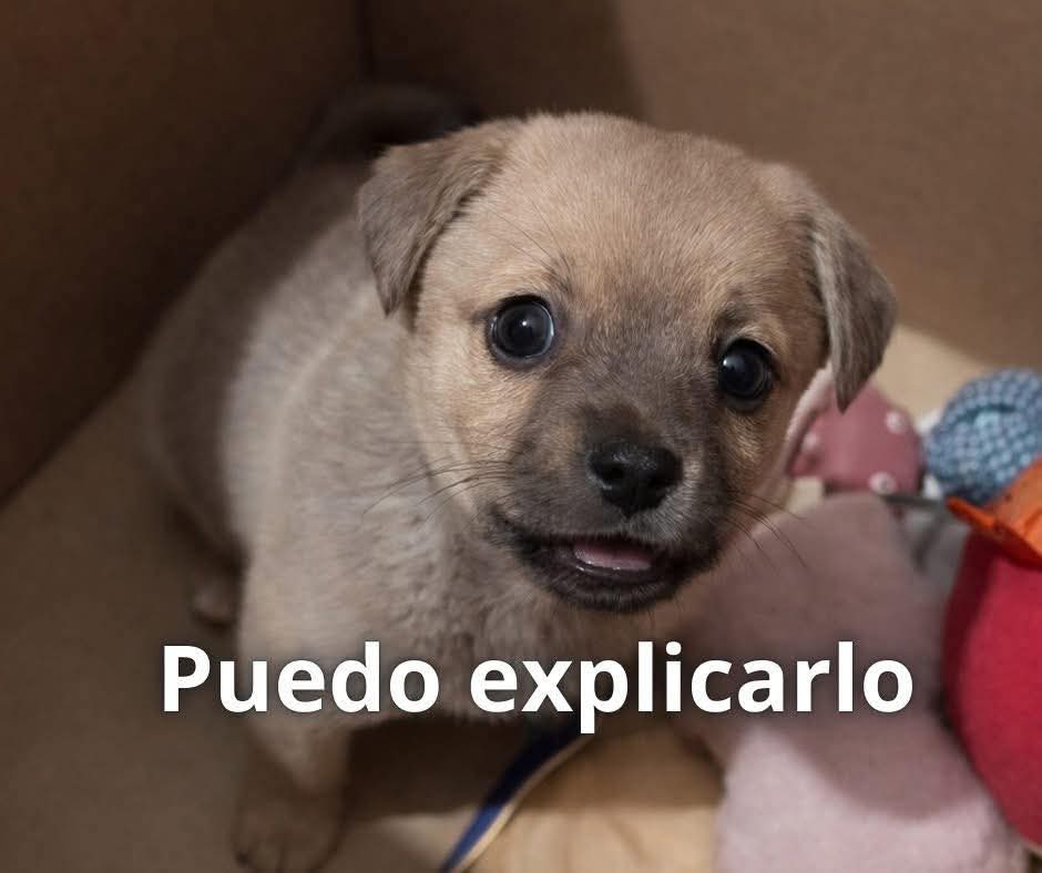 Maestre Mapaxito tweet media