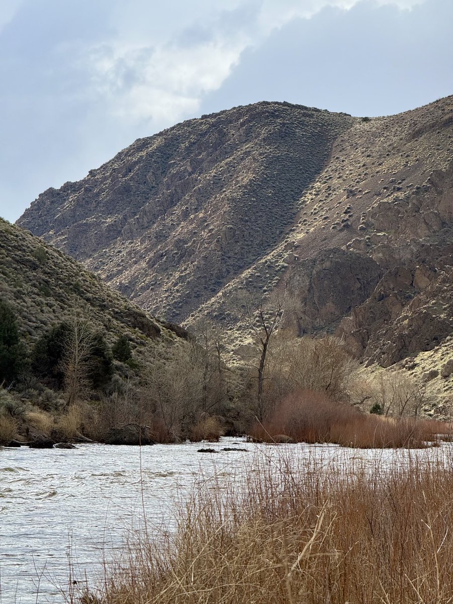 Bronze Goat tweet media