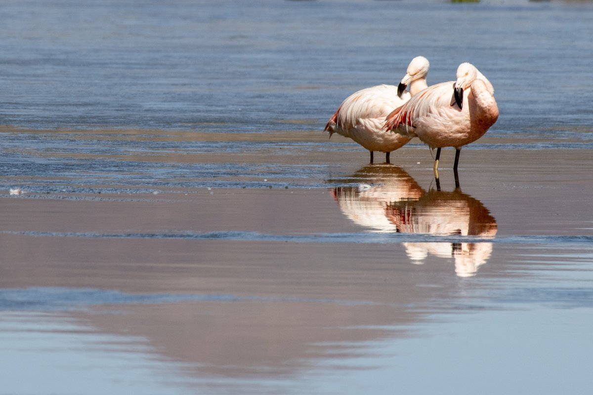 visitchilecl's tweet photo. 🇨🇱 Wildlife Photography in Chile 🦙🦩🦌
From wild guanacos in Patagonia to flamingos in the Atacama Desert and hummingbirds in native forests Chile is a paradise for nature lovers and photographers.
🌎 Sustainable &amp; authentic travel
Explore more at 👉 https://t.co/SsnBFuPSWN  https://t.co/9ukbuZqySx