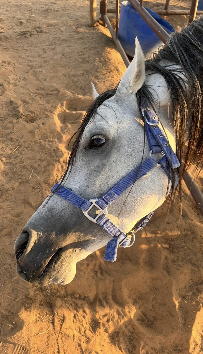 mievbo7's tweet photo. ماشاءالله🐎💙 https://t.co/tO7YjUJQEy