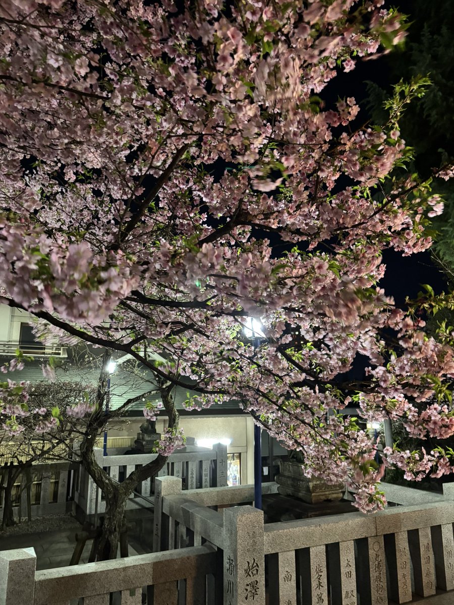 マリモ tweet media