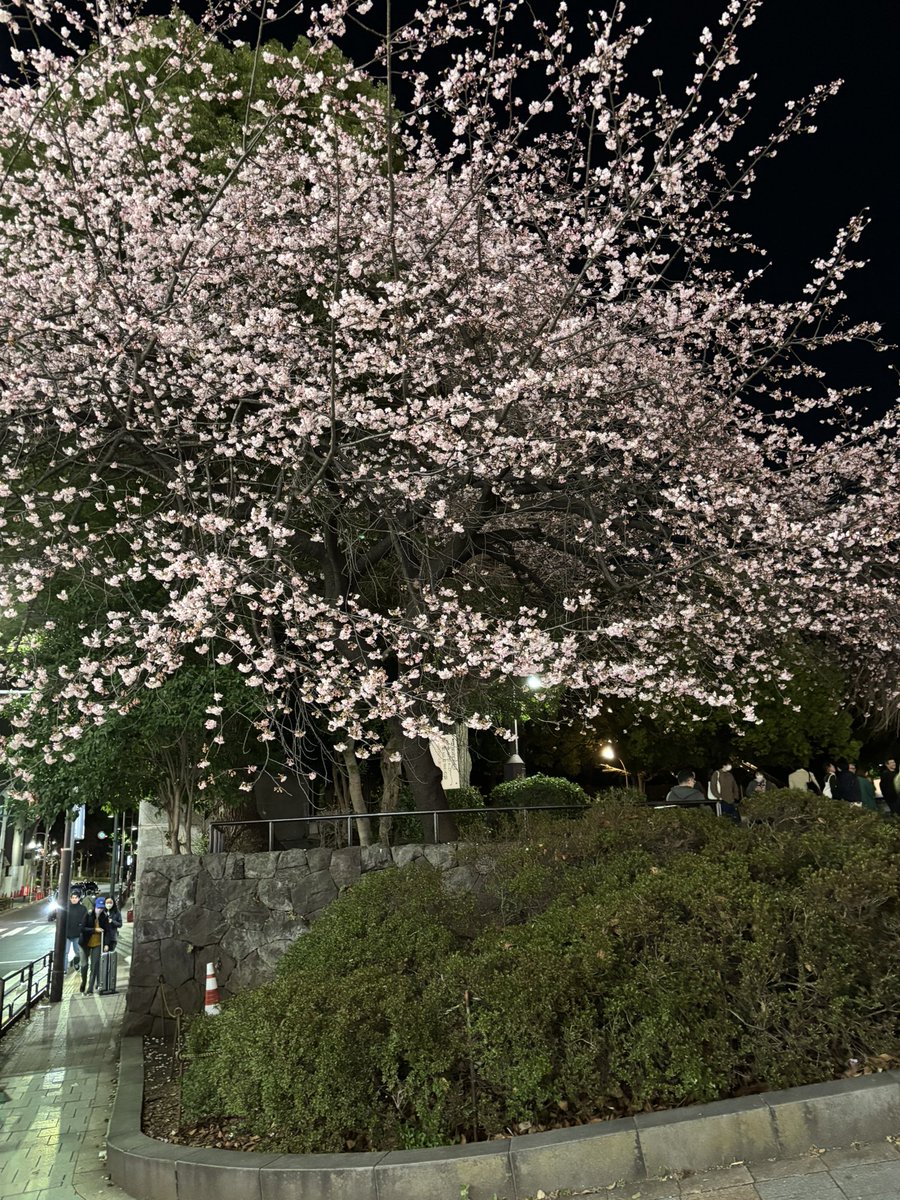 マリモ tweet media