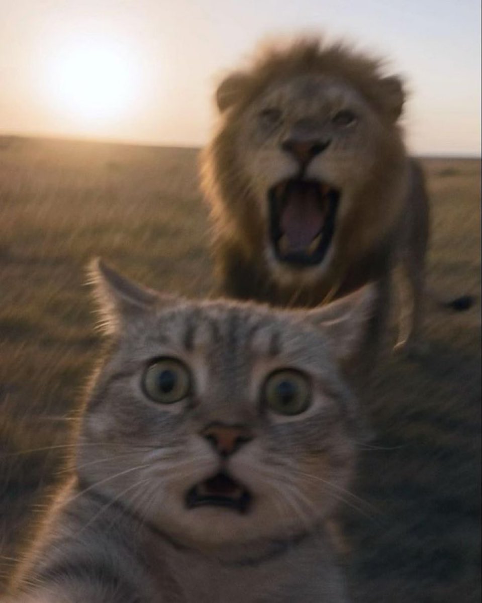 ネコの時間 tweet media