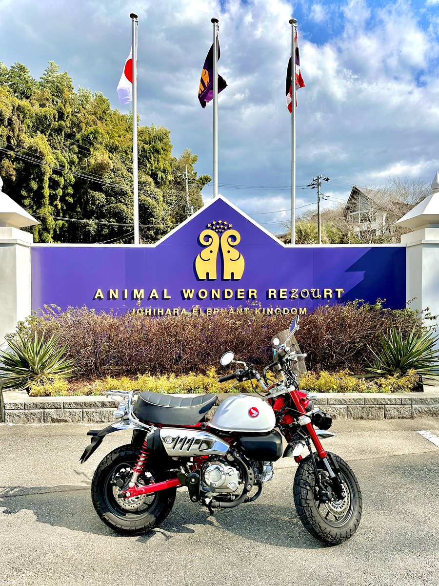 deBEPONs's tweet photo. バインバインなノーマルサスが問題にあがりがちなモンキー125…
「元気な小馬」のレジャーバイクな乗り味と解釈すると最高のメリットになる事気づいてしまった🎠🔥
そこにフワフワなシートが刺さる…完璧か😳✨✨
#モンキー125 https://t.co/wGKZ4N0bzB