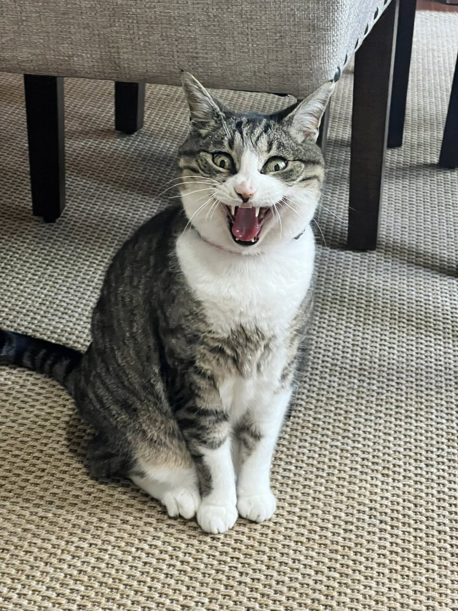 Teddy Ballgame tweet media