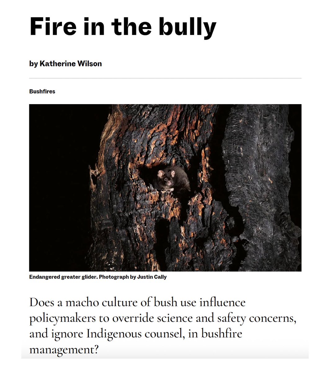 Friends of Bats and Habitat Gippsland tweet media