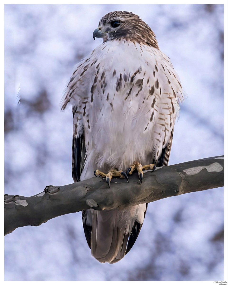 qaextreme's tweet photo. Hey @BirdBrklyn !Over at Homecrest park closeup with Red tailed hawk. This bird can see about 8 times sharper than humans. So yes… if you’re a squirrel, you’ve already been spotted. 💭🤔🔬🐦‍⬛ https://t.co/XgVUt4tSa9