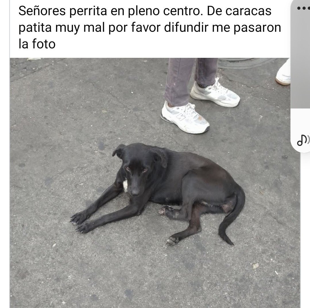 PerroUsuario Wof '•' tweet media