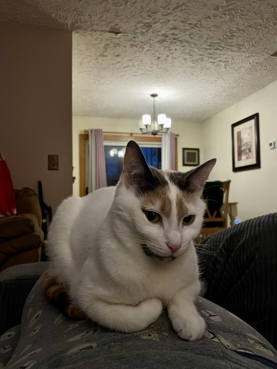 Two Smart Bookcats tweet media