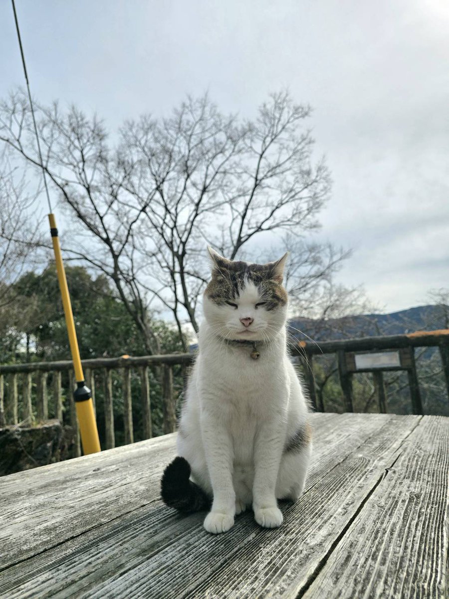 ドライバーから久しぶりに猫の写真が届きました 西国三十三所四番「施