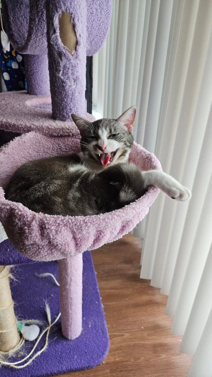 Brain pilled 🏳️‍⚧️ tweet media