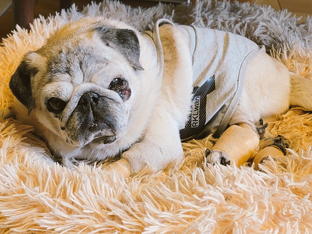 5時からグズってたひと🐶 ママは仕事なのに寝不足です😰 起きてごはん