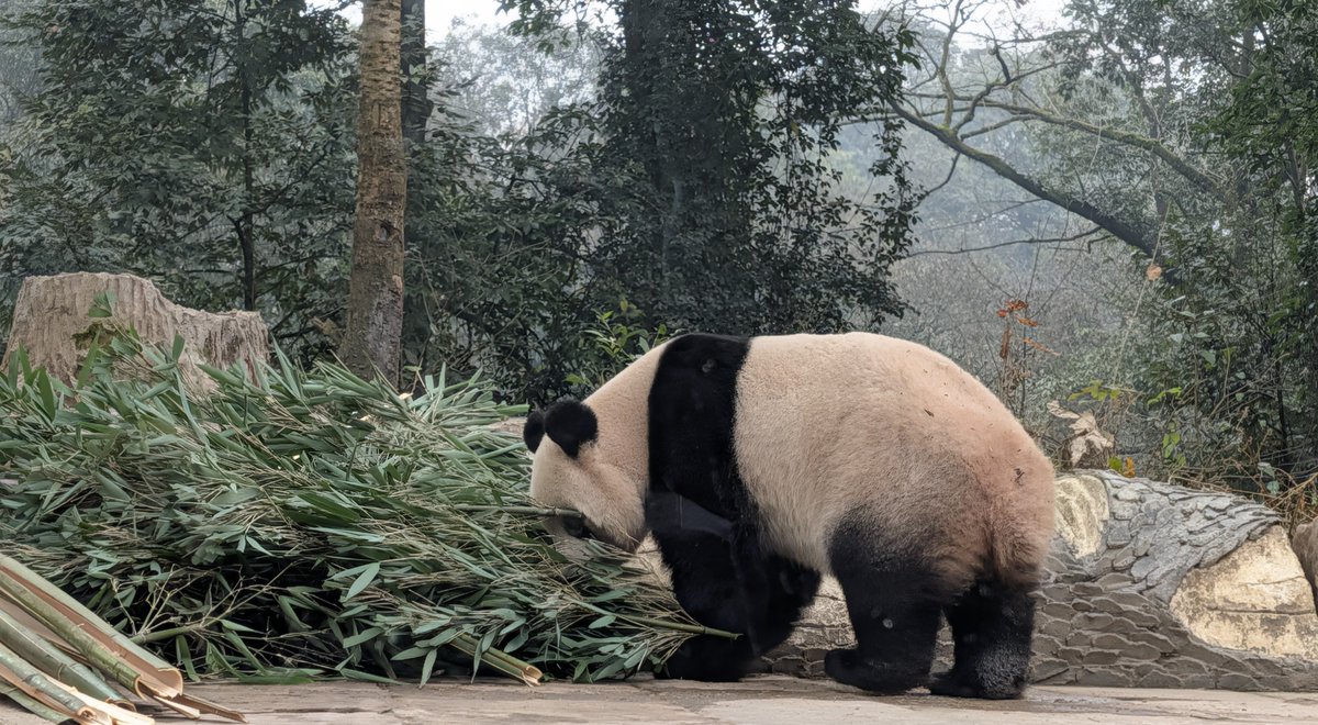 3月最初の　#けつ曜日
今週もよろしくお願いします😊

2025/12/19
#シャンシャン
#香香公主
#雅安碧峰峡基地