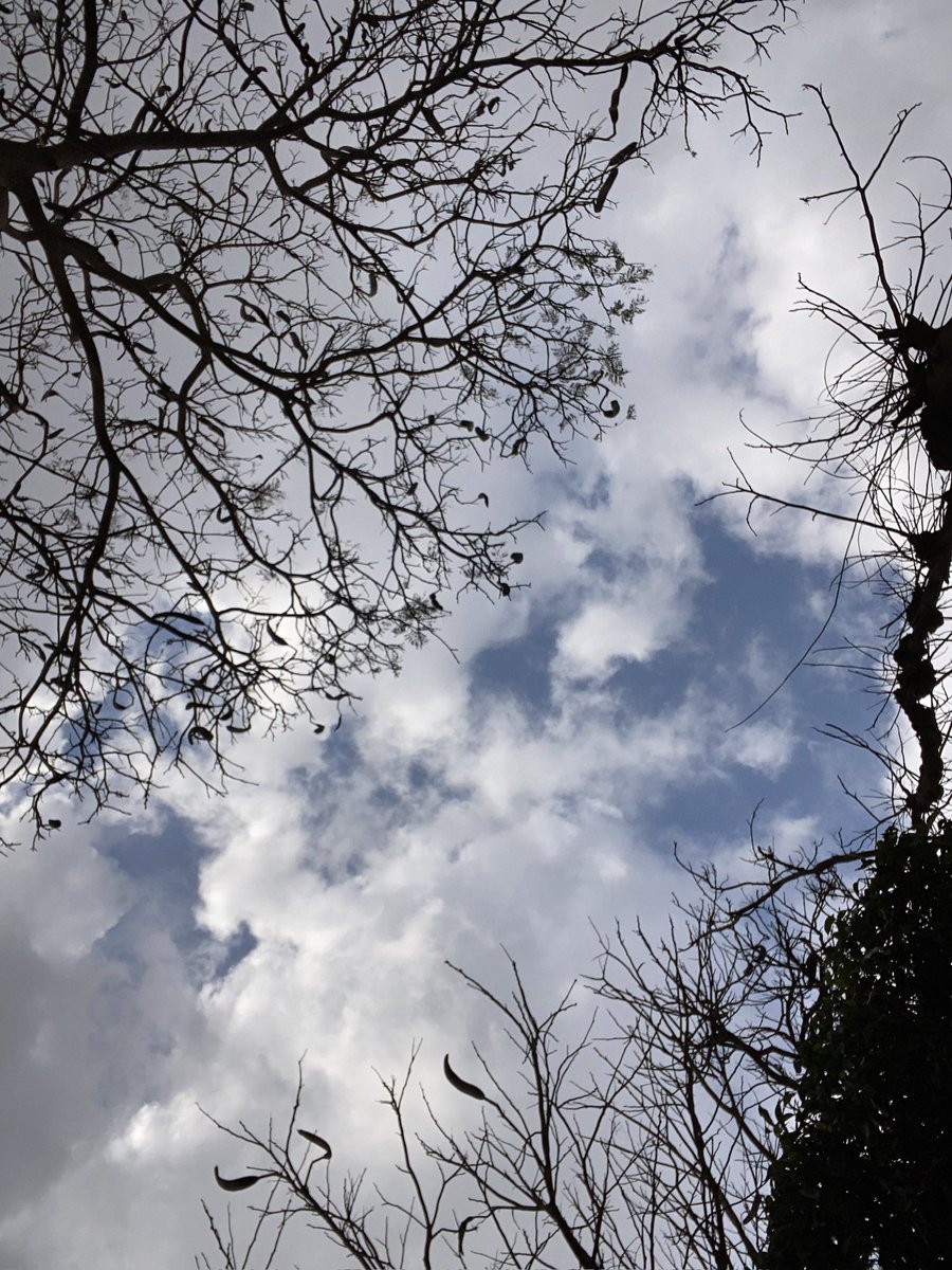 ريڤن tweet media