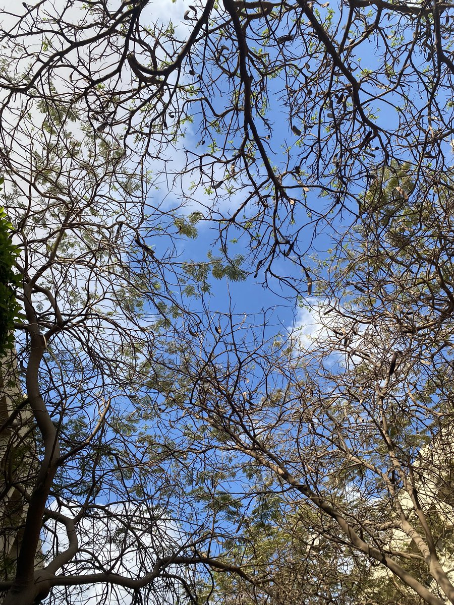 ريڤن tweet media