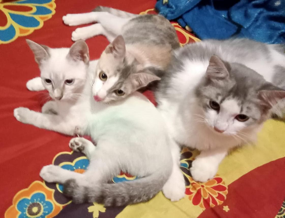 MeongJek_Sampit's tweet image. Senin, 2 Maret 2026

Tetiba muncul bertiga

Omen, Belang, Cathy =&amp;gt; Tarakan ke Banjar *(Kalimantan Utara ke Jawa Barat)*

#petrelocation
#jasakirimhewan
#animaltransportservice