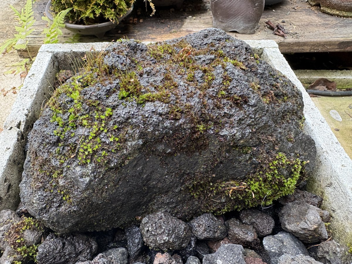 苔のむすまで980日目 ---- 猪之助ボディの人、リセットされたカラダで