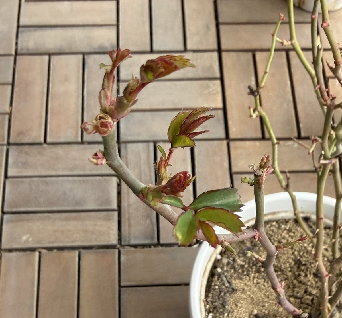 ふうすけ (@fusuke208) / Posts / X