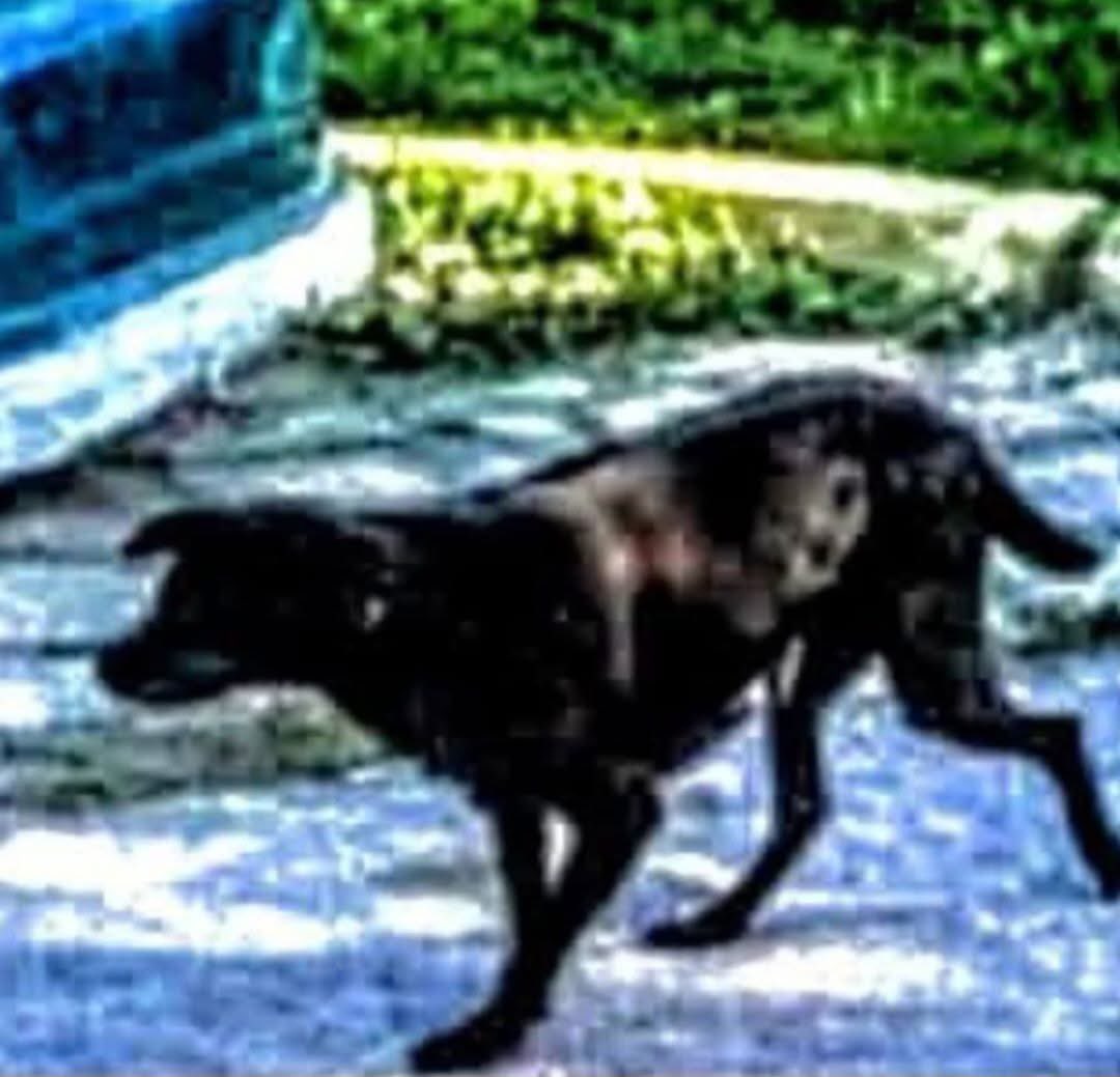 inguitheeras tweet media