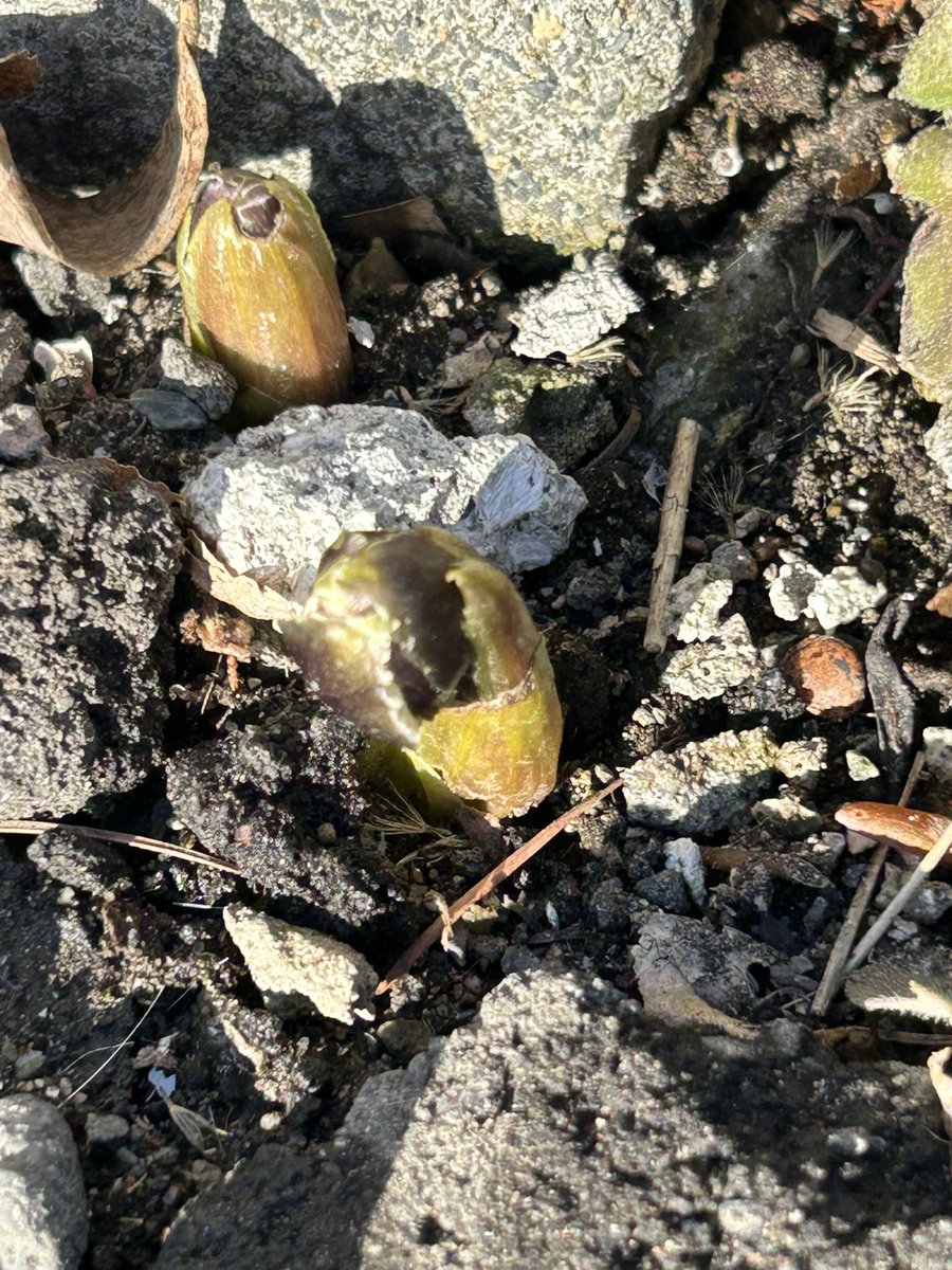 JapanTfe's tweet photo. 門柱側の福寿草
もう少しだけど
今夜から雪が降る予報なので
開花まではちょっと足踏み状態😅 https://t.co/O5IkSTYIpX