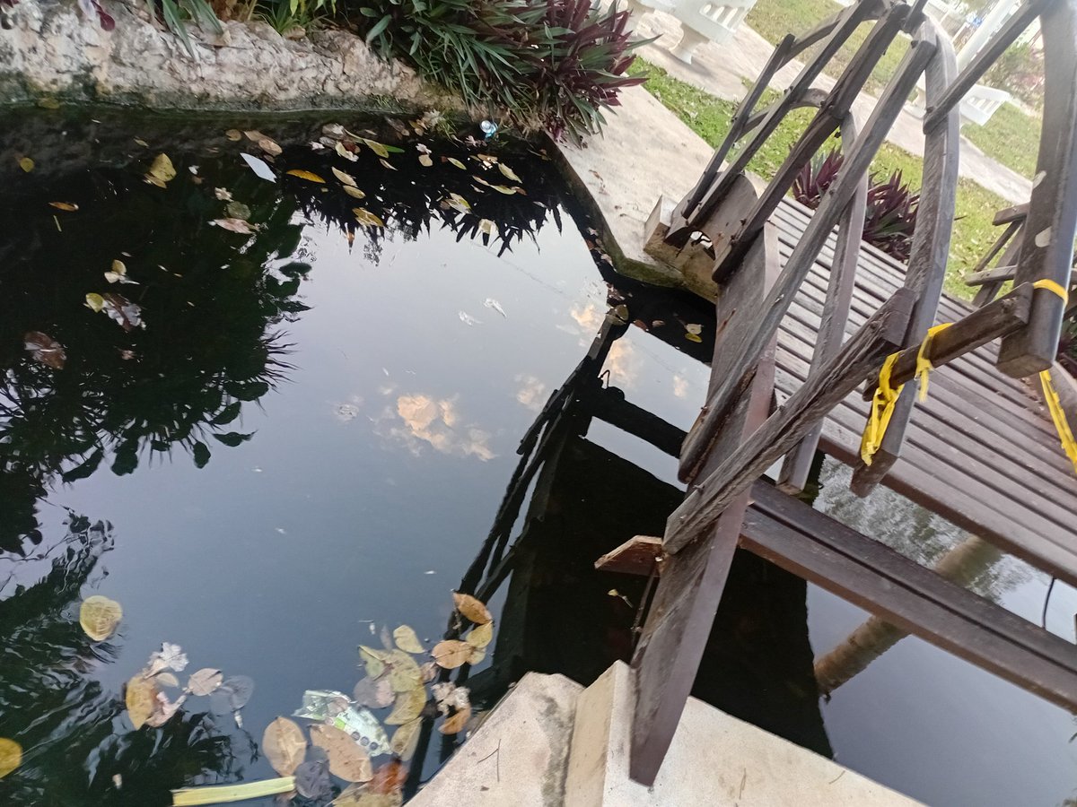 luismartineza15's tweet photo. @jlpreciadob calle 15 x 26 col. Fracc. Altabrisa ..un verdadero criadero..antes había peces ahora moscos al por mayor,agua podrida estancada ..una desgracia ..a ver quien podría tomar cartas al asunto o de pérdida lo rellenen de grava https://t.co/IX4eZyBMMi