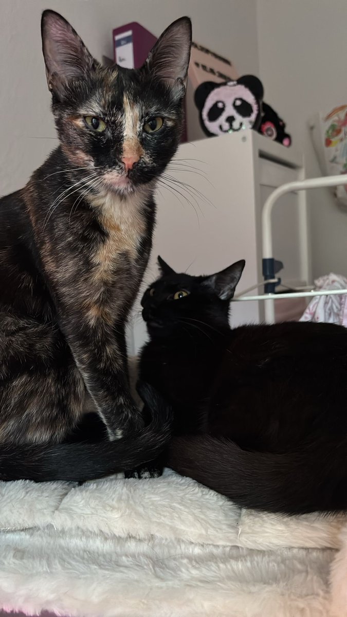 🎀🐯✨Nimsi | pre-debut tweet media