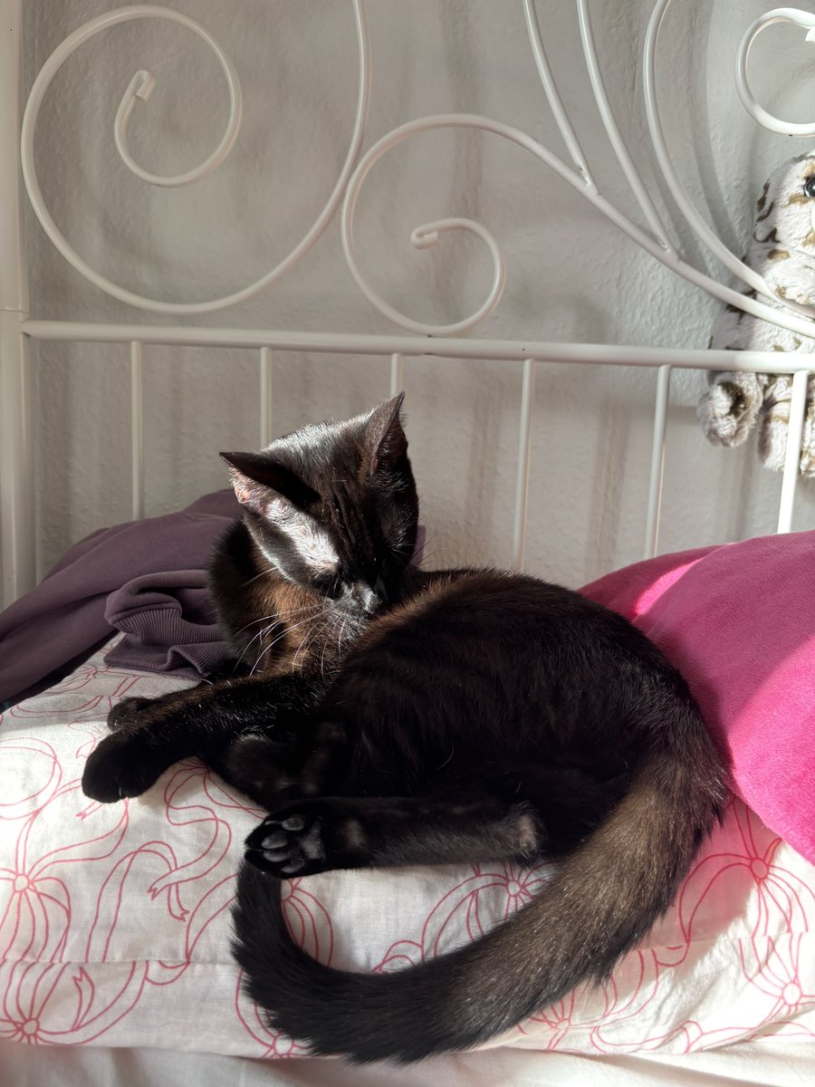 🎀🐯✨Nimsi | pre-debut tweet media