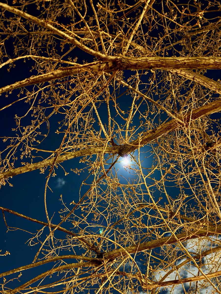Dans ce monde incertain ,profitons de cette lumière  📸B.Fleurot 🌕🖤💙🧡💛🩵