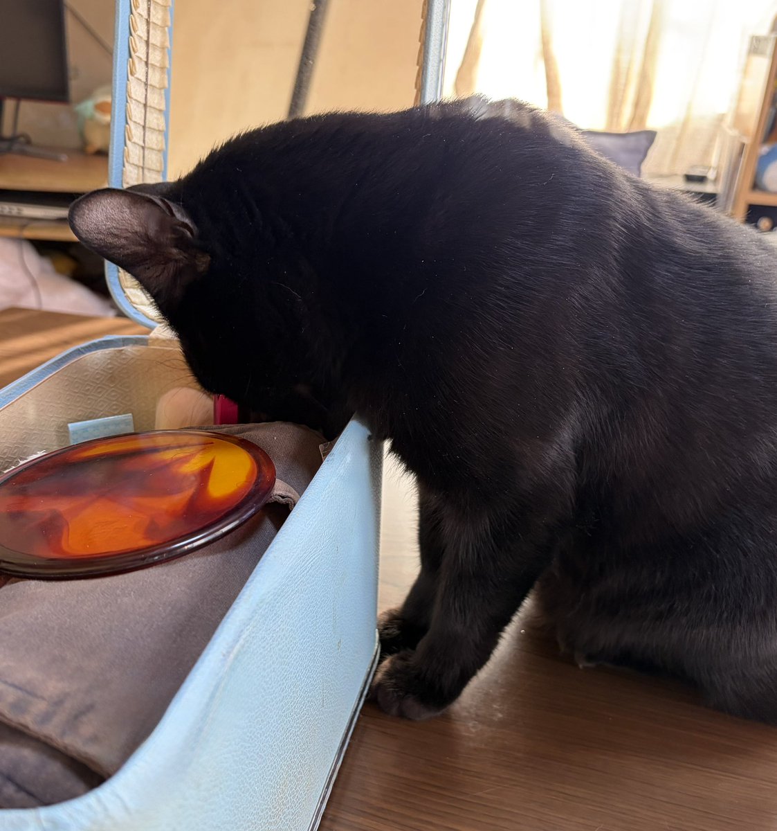 パリピア😻✨ (@NW6hX5NzGOqMVAw) / Posts / X