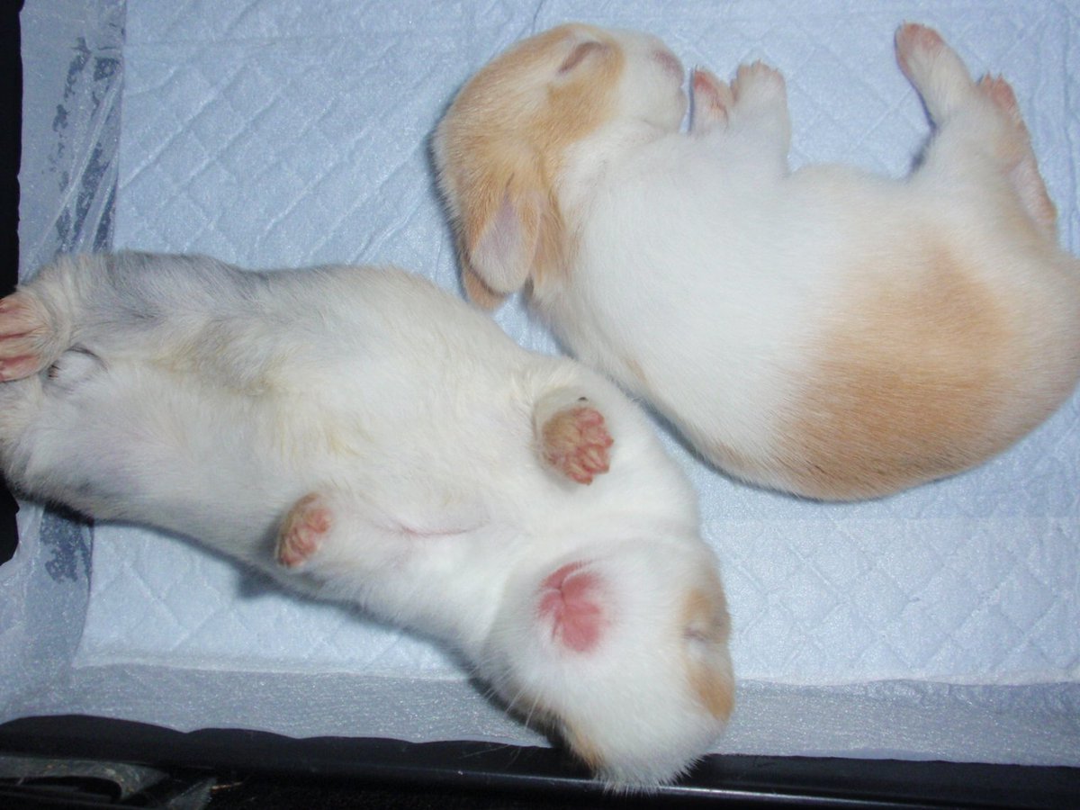 すやすや赤ちゃん
#TLに疲れたからみんな兎流そうぜ自慢してくれよあんたの兎をさ