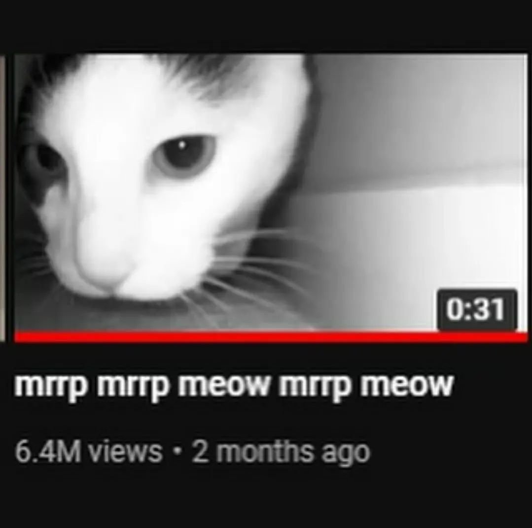 Punch Cat tweet media