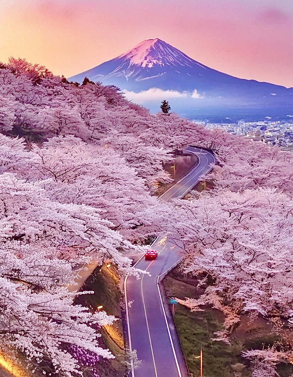 YuriaYoshimiya's tweet photo. 『富士山』『桜並木』日本🇯🇵🗾🌸🌸𓂃𓈒໒꒱ 𓏸*˚ https://t.co/vSeXk9jHYs