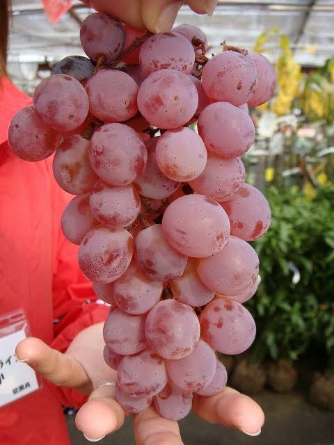 ละคนรีภาพเอไอไปเกือบหาพันคน 🫠🫠🫠
หน้าตาของจริงมันไม่ได้ใสแบบนี้อ่า
พยายามหารูปที่ซูมเข้า เล่นแสงสุดๆแล้ว ใครสงสัยหน้าตาของจริงลองเสิชว่า 甲州ぶどう　ดูได้ค่ะ จะได้ไม่โดนขายฝันด้วยภาพเไ