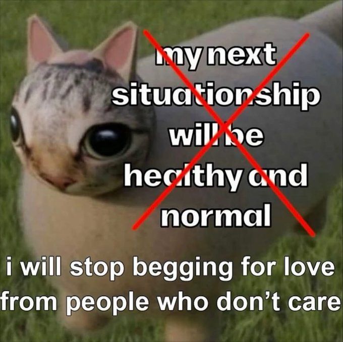 Cat TikToks tweet media