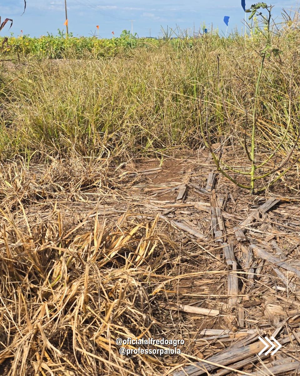 oficalfredoagro's tweet photo. Experimentos avaliando controle se capim-pé-de-galinha, realizados em Alto Taquari-MT.
Na busca constante por novos posicionamentos mais eficientes para esta complexa planta daninha.
.
.
#PlantasDaninhas #ControleDePlantasDaninhas #Agronomia #ManejoDePlantasDaninhas https://t.co/L146IAlELU