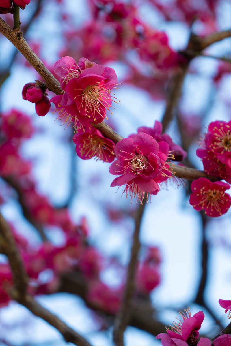 paperman64's tweet photo. #万博記念公園 に #梅の花  を観に行ってきました
引っ越しした #ミャクミャク に久々にご挨拶。お元気そうでなにより😄 https://t.co/f0TdLyaTFw