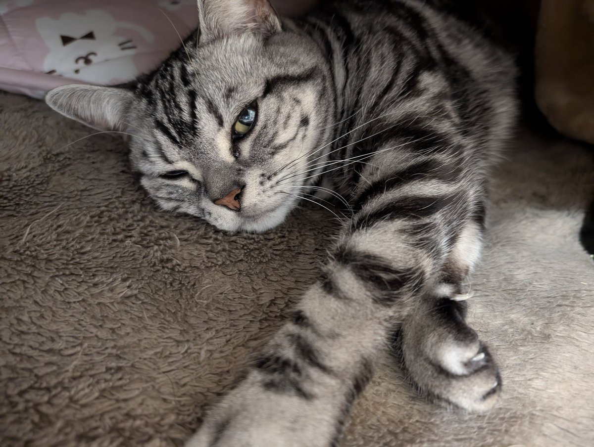 みっちゃん😎猫好き🐱万博ロス🟥🟦🥲 (@mitz0312) / Posts / X