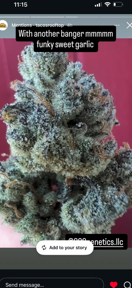 808genetics.eth tweet media