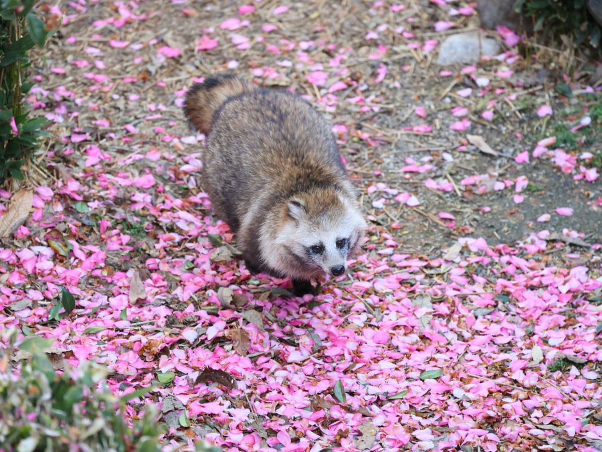 Great #Tanuki #Energy #Blessings