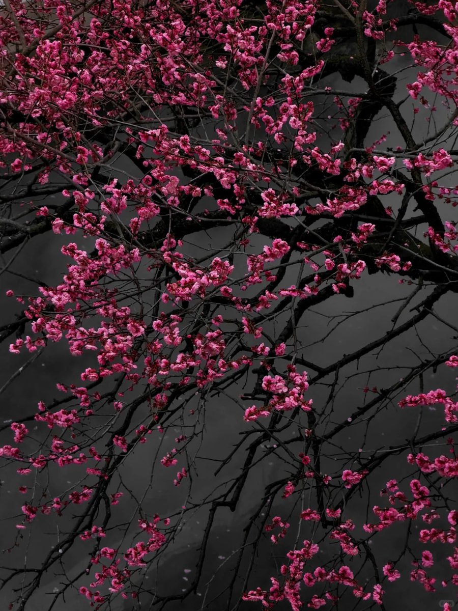 Post by 永新摄影圈on X: 水墨画梅花