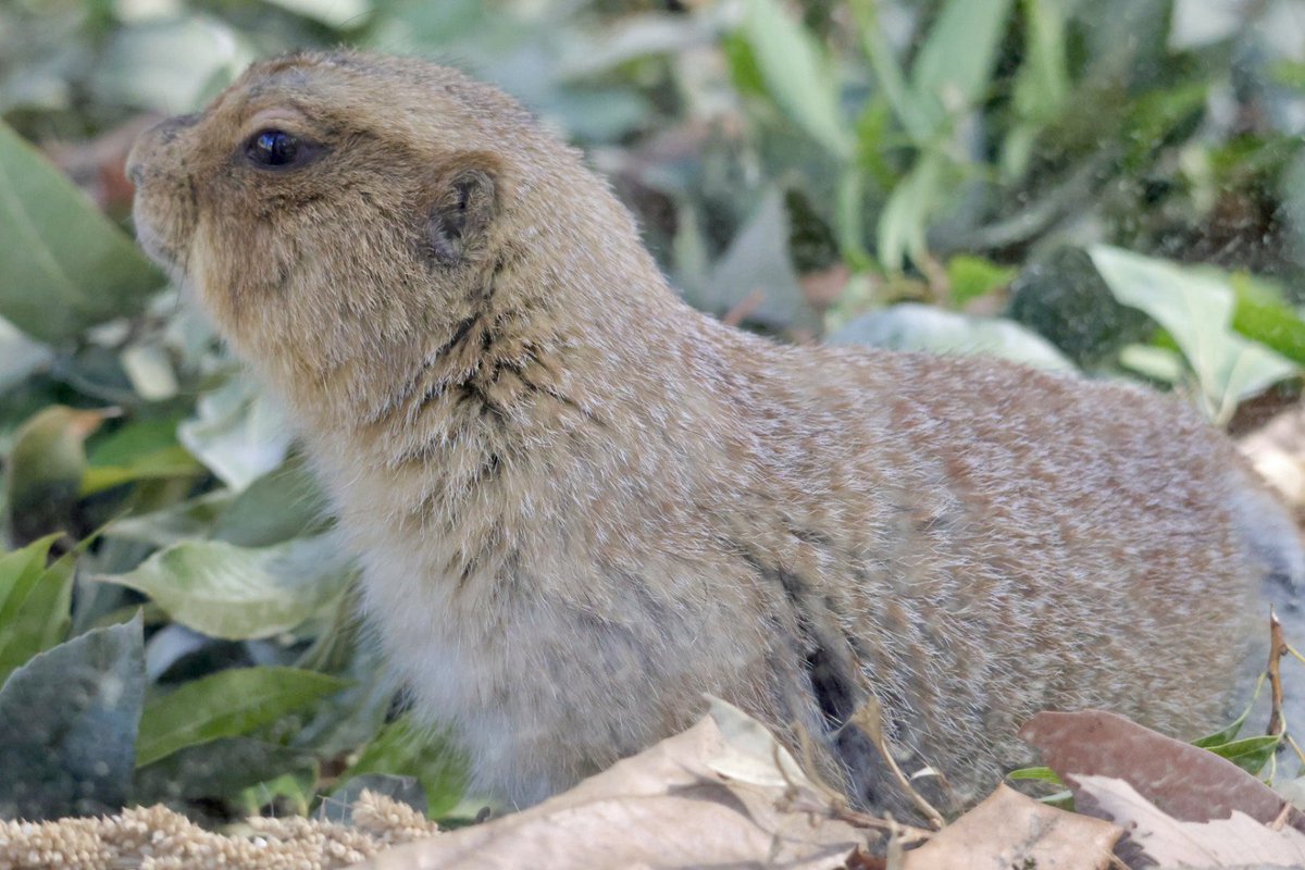 なんか気になる
かわいい仔🩷

📷2026.2.28
#オグロプレーリードッグ
#東山動植物園